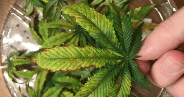 problem fixing in marijuana plants