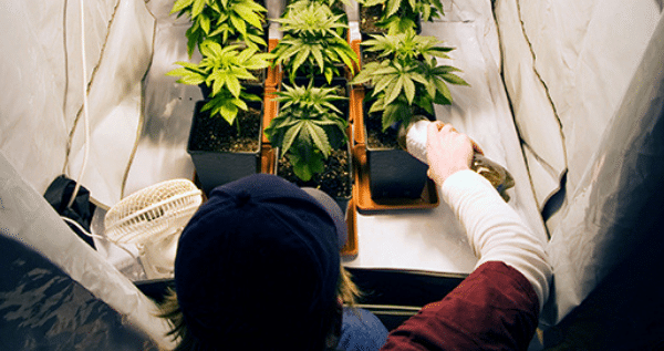 requirements of marijuana grow room