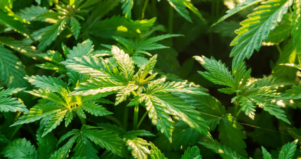understanding marijuana leaves