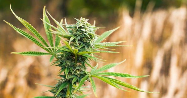 Autoflower marijuana plant growing outdoors