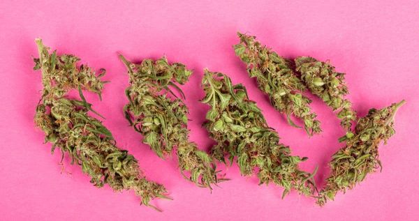 Indica Marijuana Strains displayed on a pink background