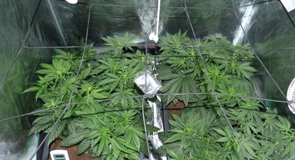 Marijuana plants Week 2 vegetative stage