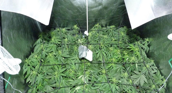 Marijuana plants first week of flowering