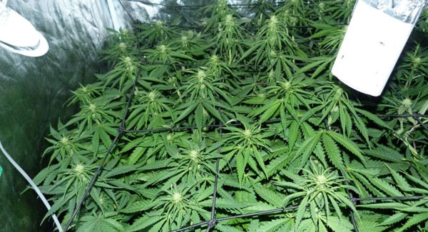 Marijuana plants second week of flowering
