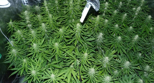Marijuana plants week 3 of flowering
