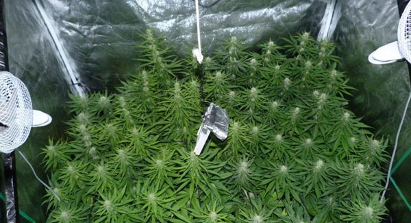 Marijuana plants week 4 of flowering