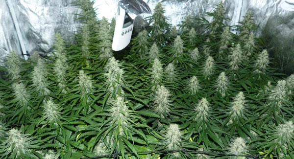 Marijuana plants week 5 of flowering