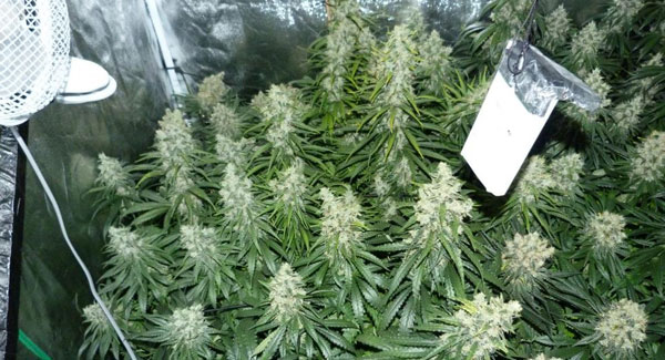 Marijuana plants week 6 of flowering