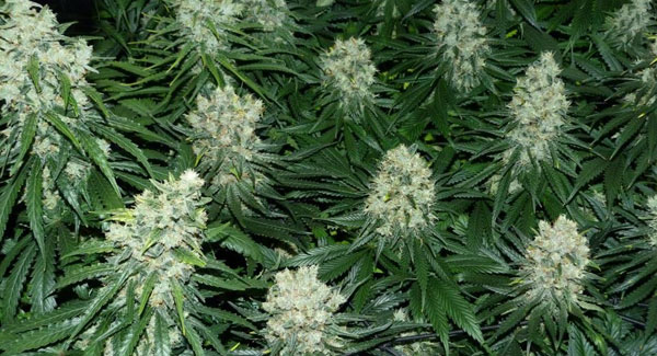 Marijuana plants week 7 of flowering