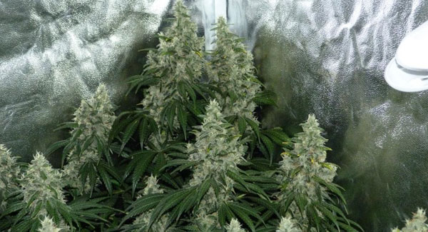 Marijuana plants week 8 of flowering