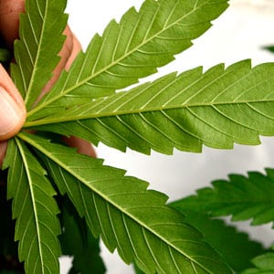 Finding thrips  on marijuana plant