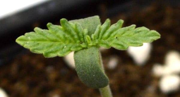3 days marijuana seedling close up leaves