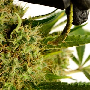 Marijuana checking the bud rot