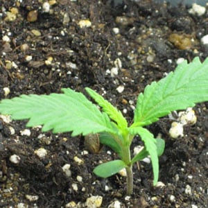 Cannabis Soil Problems