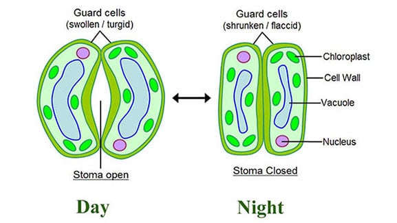 Climate and Stomata
