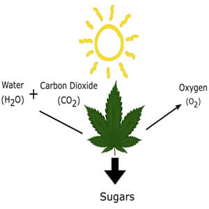 Marijuana photosynthesis process