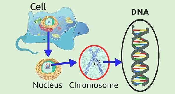 DNA within the chromosomes  