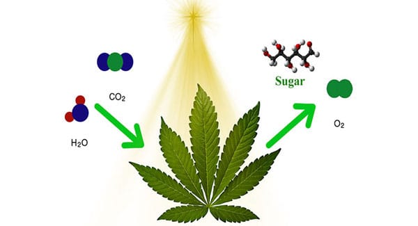 How photosynthesis exactly works in marijuana plants