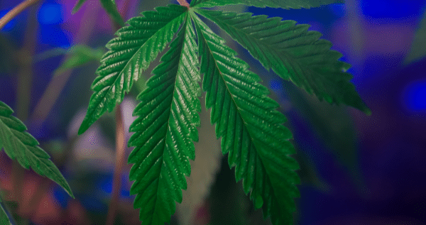 The Perfect Temperature and Humidity For Indoor Cannabis Plants For Ea