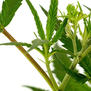 Marijuana stems