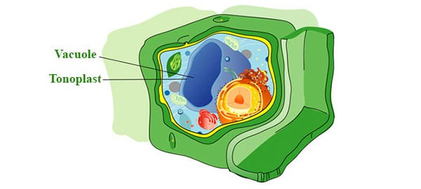 Marijuana cell vacuole