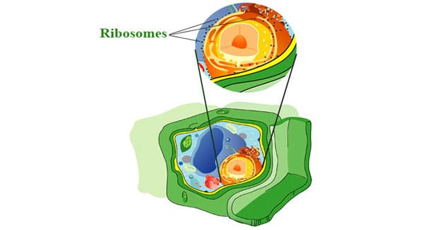 Marijuana cells ribosomes Production of substances in the cell