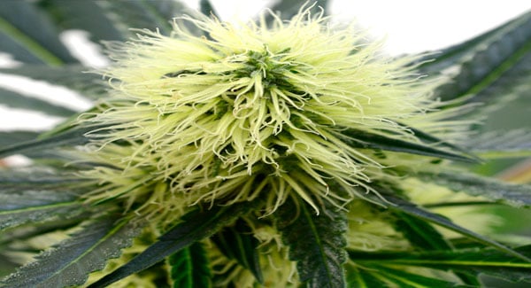 Marijuana flowering