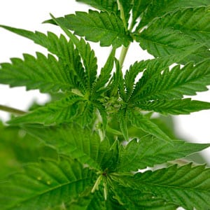 Marijuana green leaves