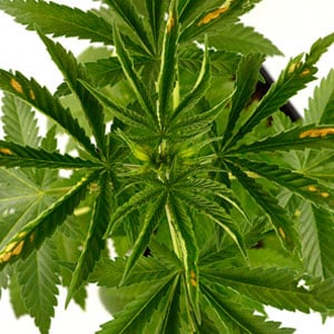 Heat stress on marijuana leaves