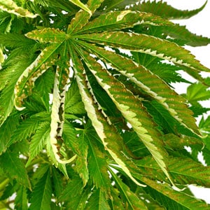 Marijuana leaves nutrient problems