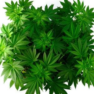 Marijuana Healthy leaf
