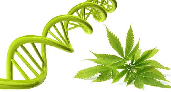 DNA Structure of Marijuana