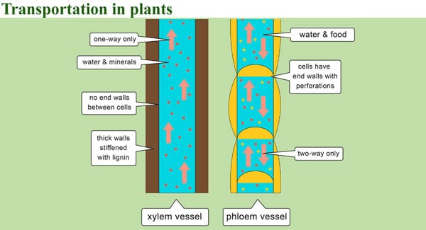 Transportation in marijuana plants