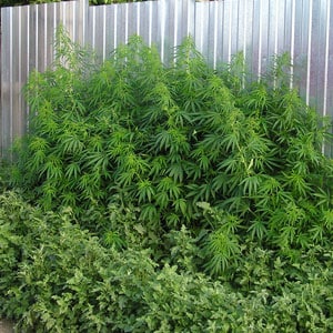 Outdoor marijuana grow