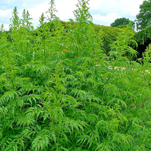 Backyard marijuana grow