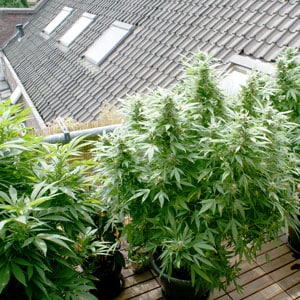 Rooftop marijuana grow