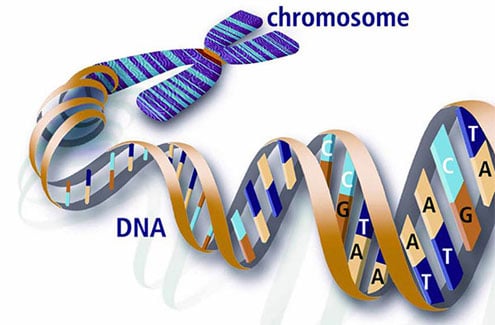 Y chromosome - Marijuana DNA