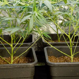 marijuana plants after pinching on day 5 of scrogging