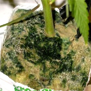 Algae on Marijuana