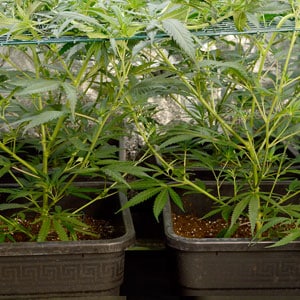 marijuana plants before pinching of leaves on day 5 of scrogging