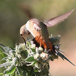 Birds on Marijuana Plants