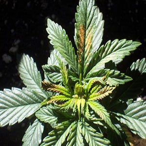 Boron Deficiencies in Marijuana Plants