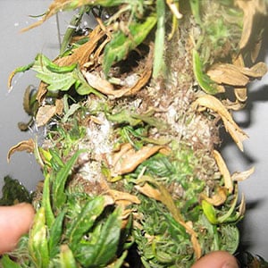 Bud rot on Marijuana