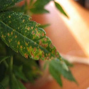 Calcium Deficiencies in Marijuana Plants