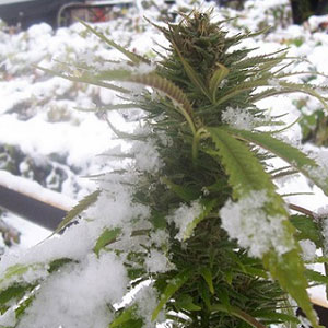 Cannabis and Weather