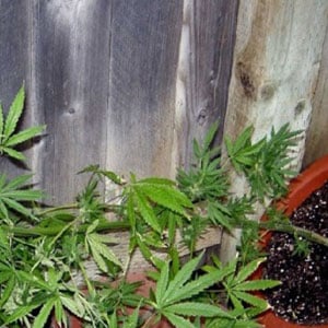 Cannabis Plant Knocked Down
