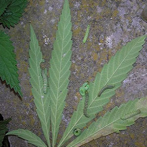 Caterpillars on Marijuana Plants
