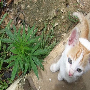 Cats and Dogs on Marijuana Plants