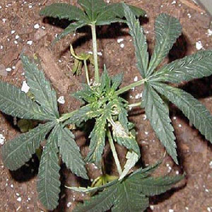 Copper Deficiencies in Marijuana Plants