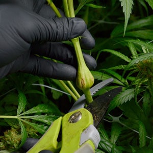 Cutting marijuana stem